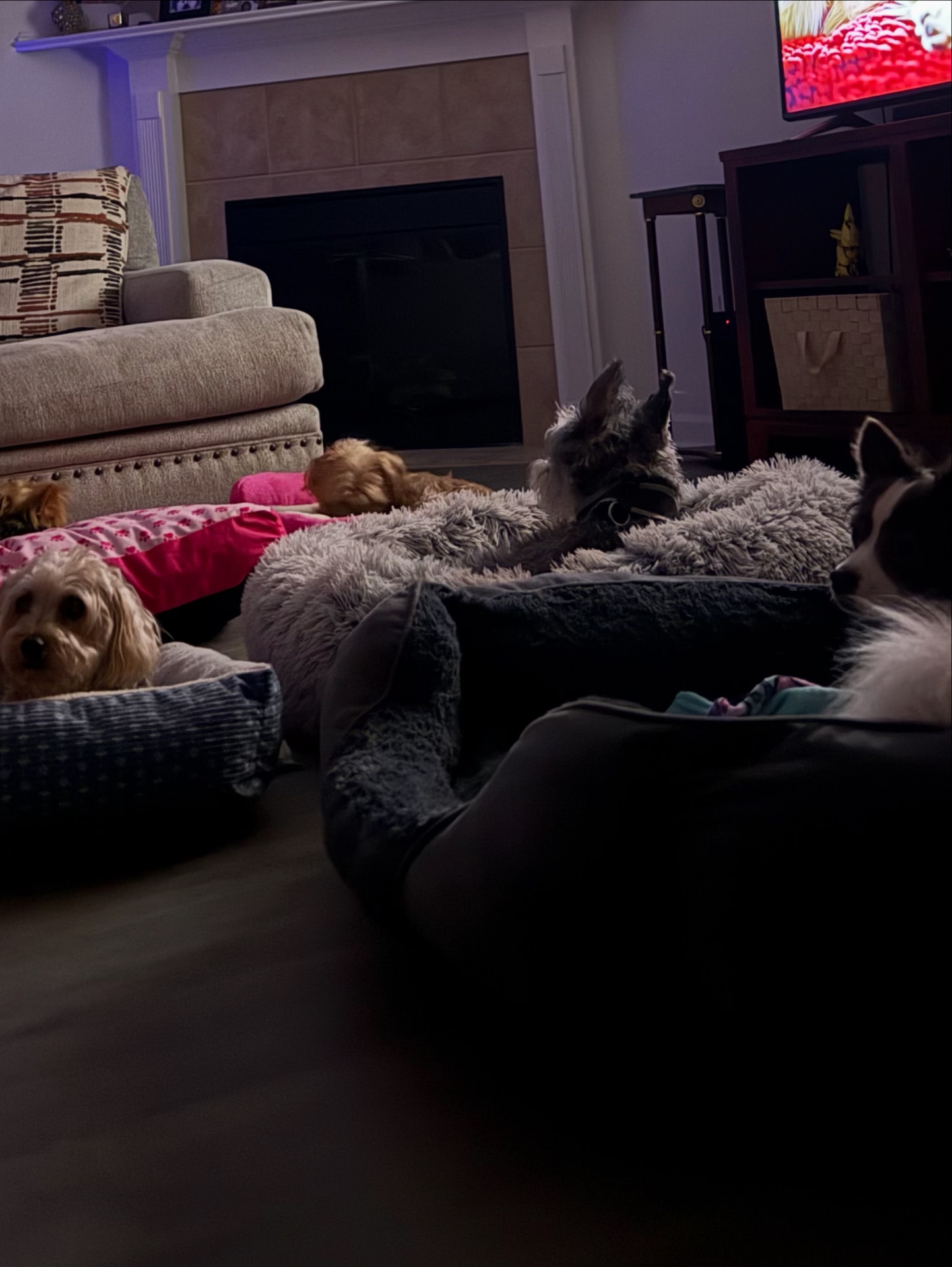 Small dogs resting in cozy beds behind the living room sofa