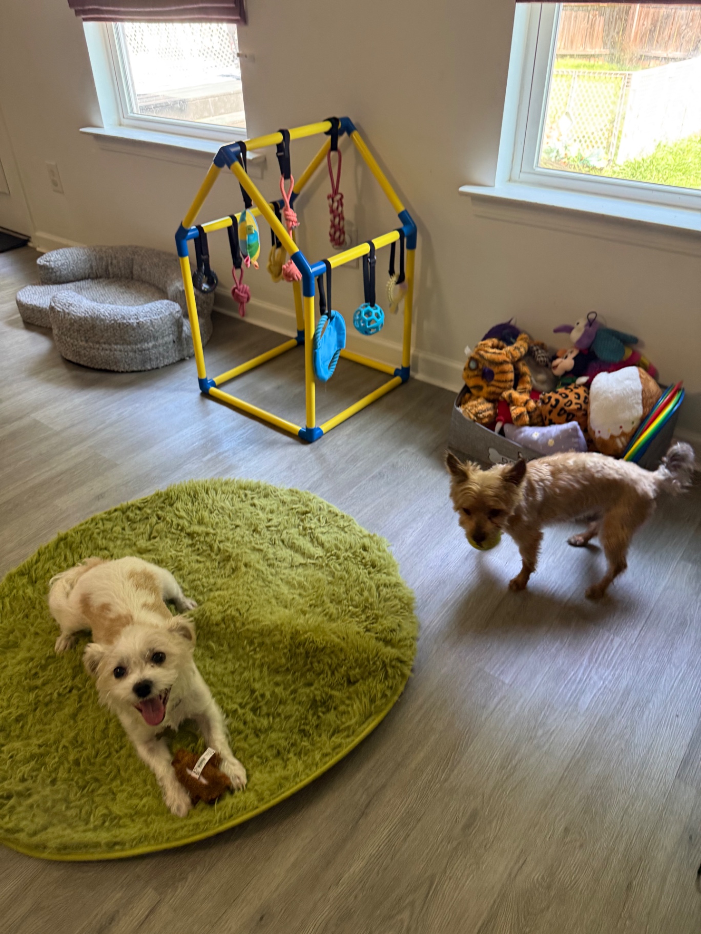 A small white dog smiling on the green playroom rug