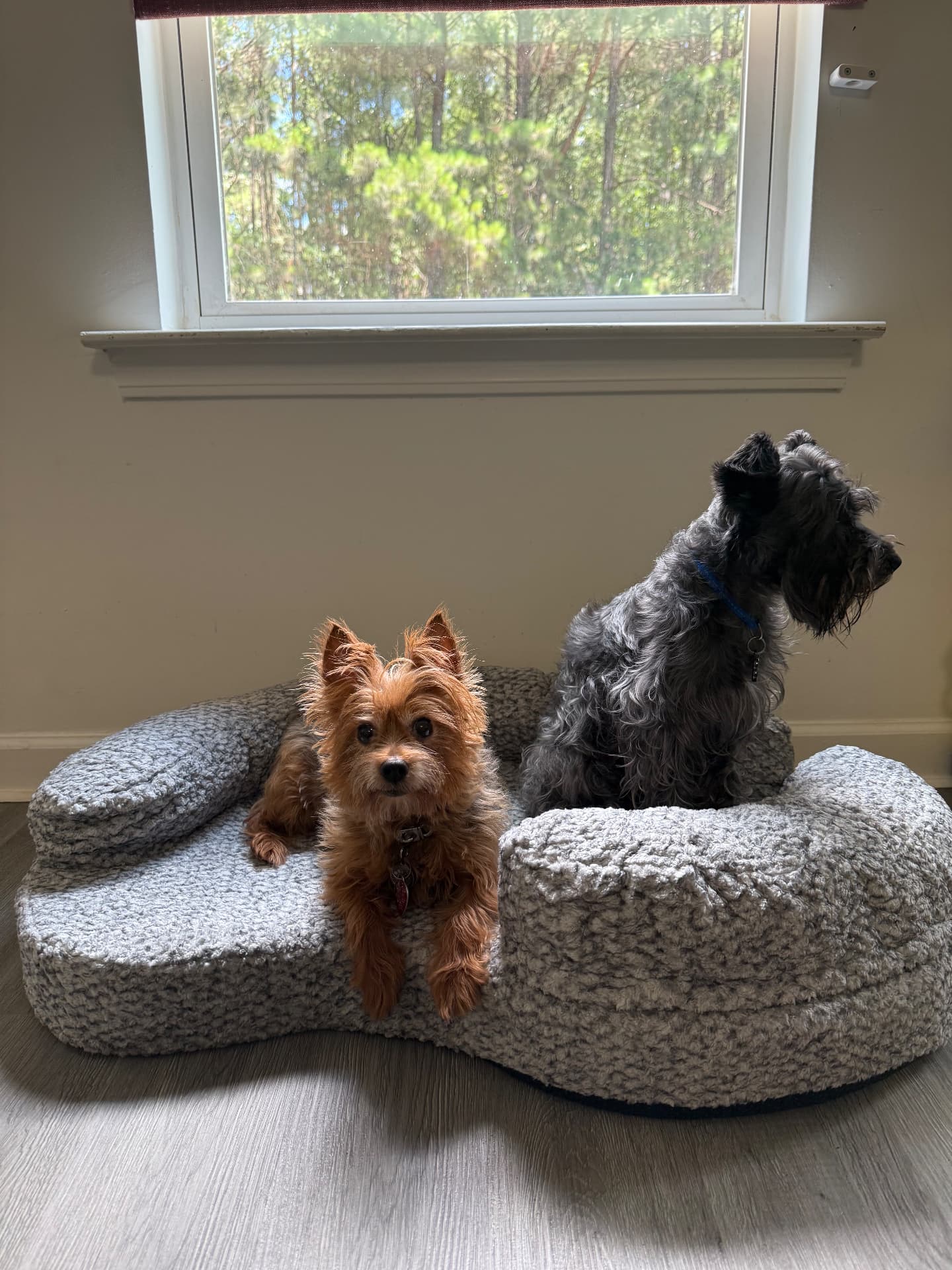 Two small dogs resting by the window in Daphne's cozy home